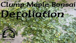 Specimen Clump Style Maple Defoliation - Greenwood Bonsai