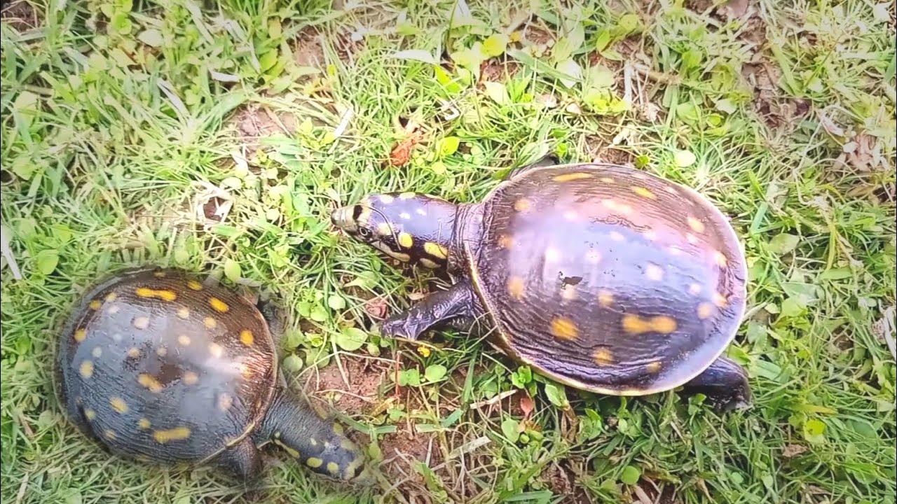 Turtles My Tortoises Morning Routine for 2025 || Feeding Routine - YouTube