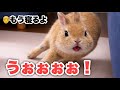 飼い主が「寝るよ」と言ってからが本番のうさぎw