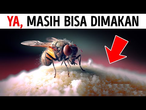 Video: Apa yang dilakukan lalat damself?