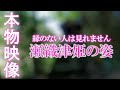 ⚠️神回※もし逃したら二度とありません※瀬織津姫様が降臨しました【天赦日】｜高千穂瀬織津姫神社遠隔参拝142