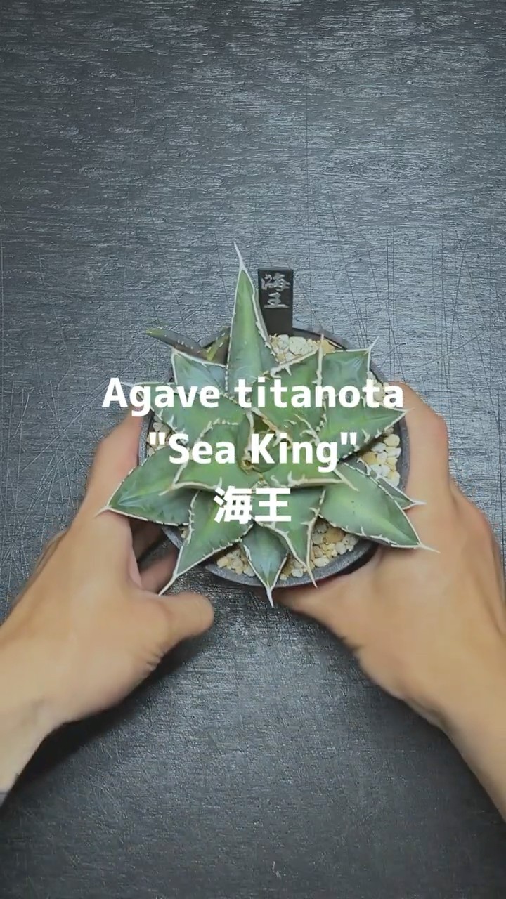 ASMR】Agave titanota 