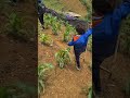 Sapa Rice terraces #shorts #youtubeshorts #sapa