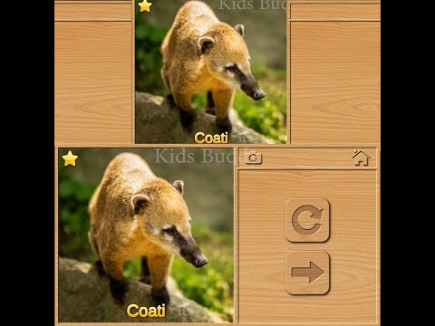 Funny Coati Animal Puzzles for Kids Game shorts