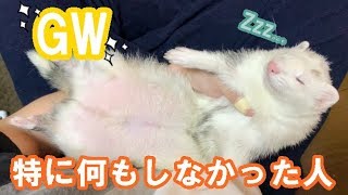 【GW】でも結構幸せ　フェレットフクともちおの成長日記　FERRET　GROWTH　DIARY