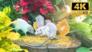 Cat TV for Cats to Watch 😺 Birds and Mouses in The Flower Garden - 24 Hours 4K HDR 60FPS