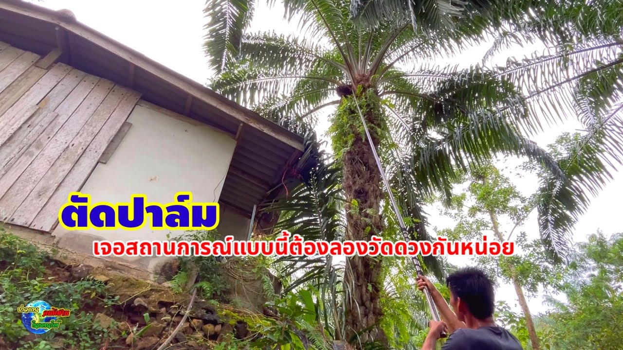 ตัดปาล์ม เจอสถานการณ์แบบนี้ก็ต้องลองวัดดวงกันหน่อย