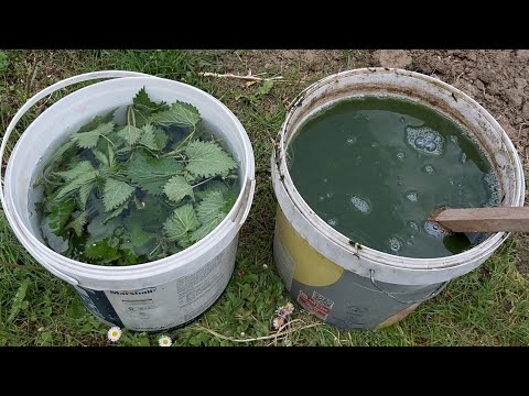 Video: Yağmur Fıçıları ve Sivrisinek Zararlıları - Yağmur Fıçılarında Sivrisinekleri Önleme İpuçları