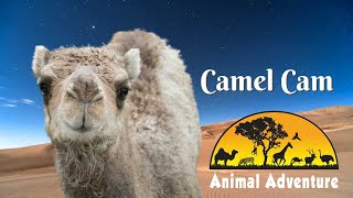 Camel Cam - Animal Adventure Park