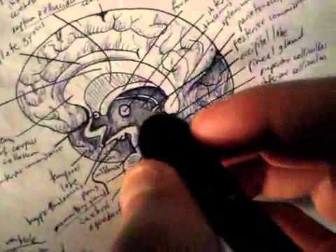 Neuroanatomy Tutorial 12 (Brain) - YouTube