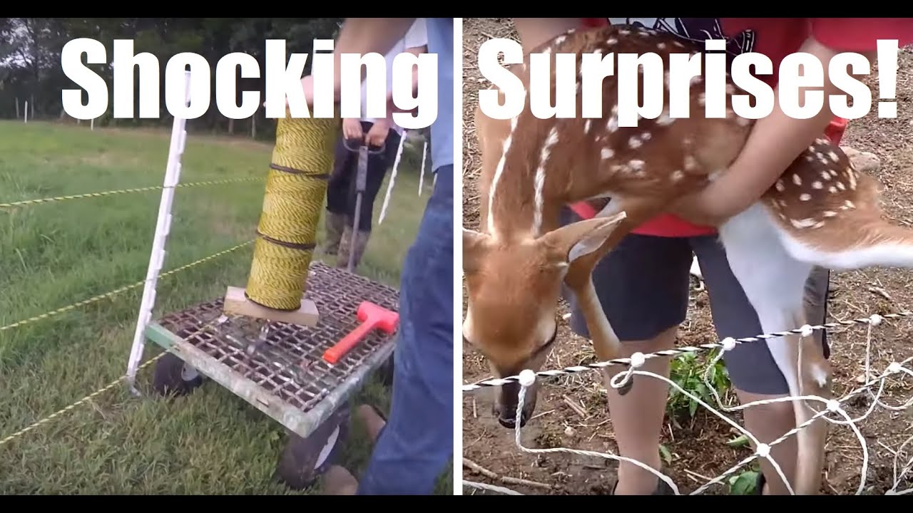 New Electric Sheep Fence & Baby Deer Gets Stuck + more ...