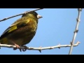 カワラヒワのさえずり