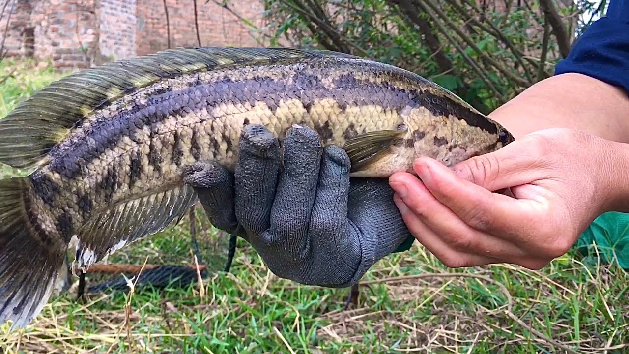 Visiting the snakehead fish traps.