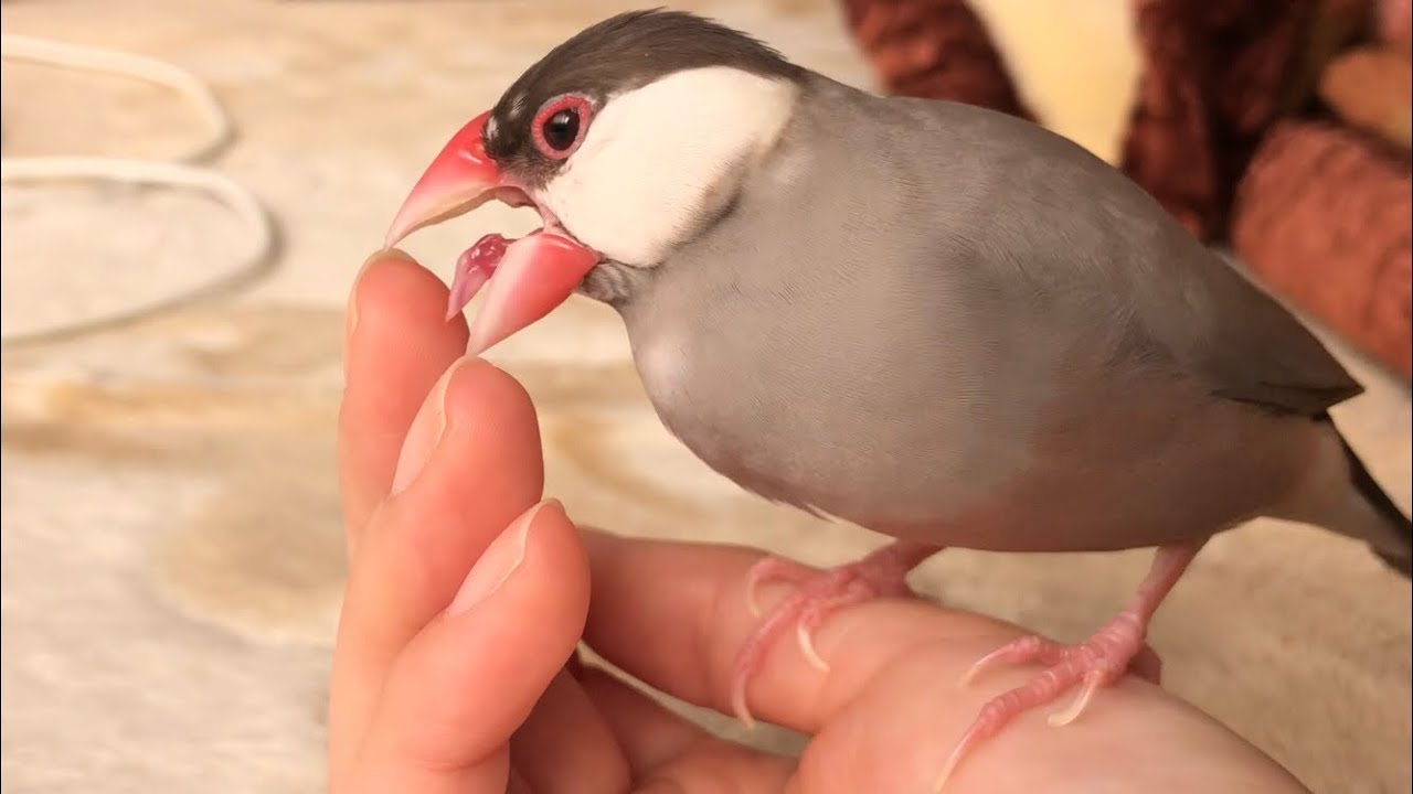 甘噛みして遊ぶ文鳥 Youtube