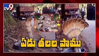 ‘Seven-headed’ snake’s skin goes viral on social media - TV9 screenshot 5