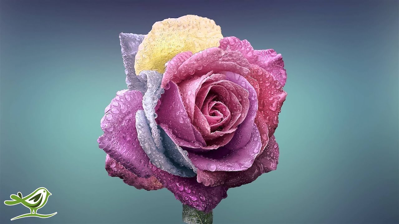 1 Hour Relaxing Piano Music: Relaxation, Yoga, Spa, Massage & Background ★28 - YouTube