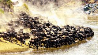 The Great Wildebeest Migration: Africa's Deadliest Journey