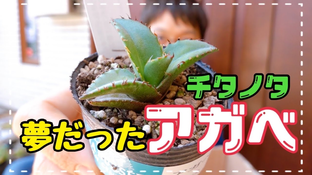 アガべ。植え替え。親友ができました🌱【園芸】