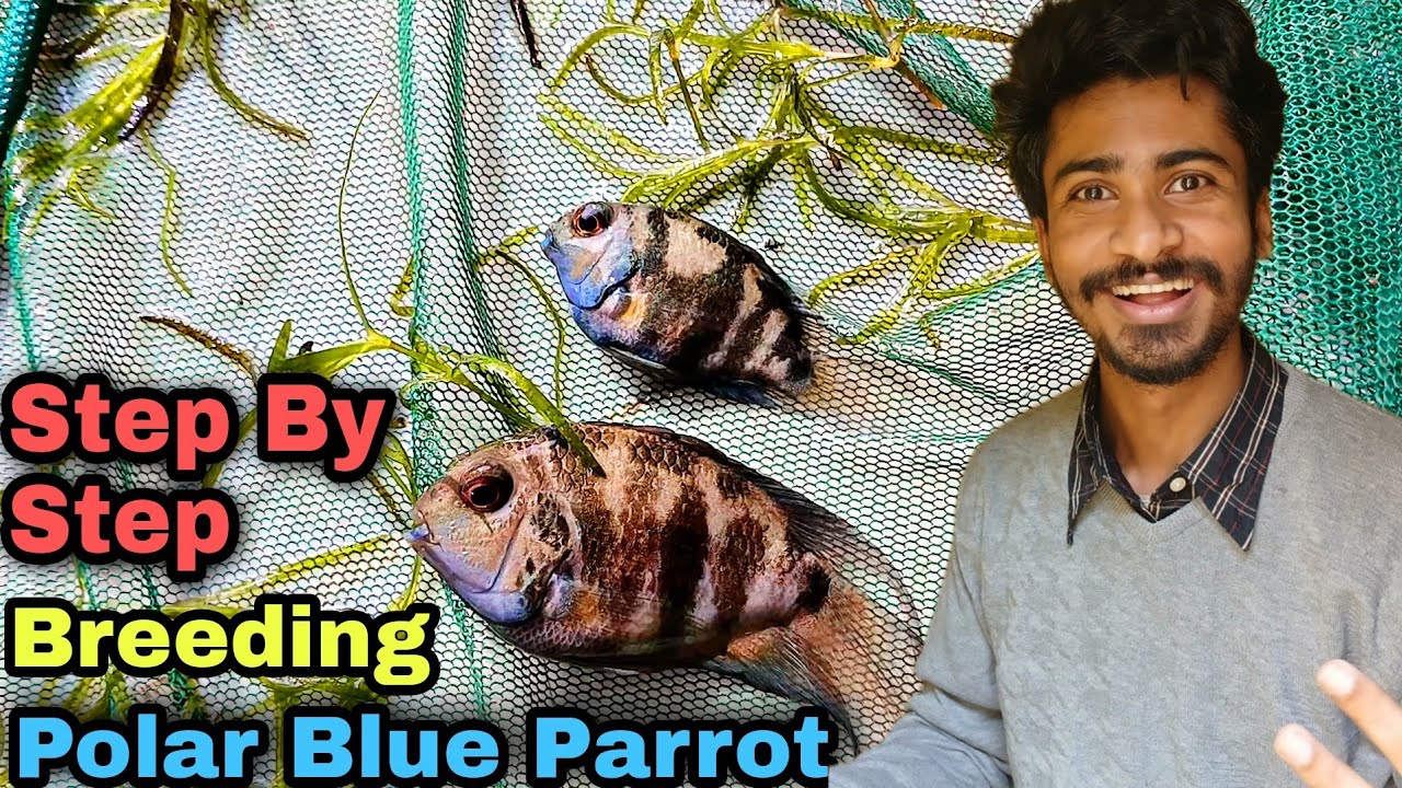 Step by Step Breeding of Polar Blue Parrot | Mistakes in Breeding Polar ...