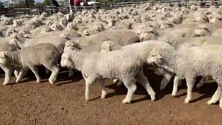 Yamba wth lambs 18/8/23