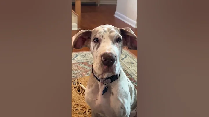 LOOK AT THOSE EARS!!