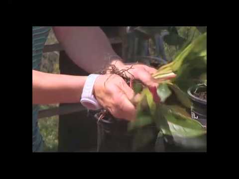 Video: Rozdělení rostlin Anthurium – Naučte se, jak rozdělit rostlinu Anthurium