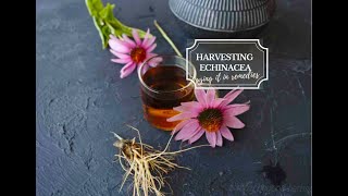 Harvesting Echinacea to make Echinacea tea or tincture