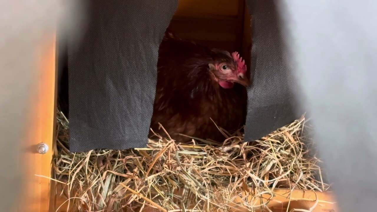 What hens do when sitting in the nest box ready to lay and egg