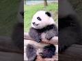 panda or uski life style #shorts #funny