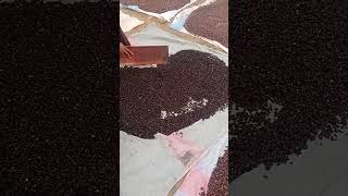 Cotton Seed Washing And Drying