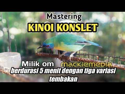 Kinoi konslet berdurasi 5 menit dengan 3 variasi tembakan cocok buat masteri cak ijo dan muray batu