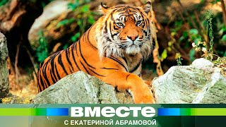 Возрождение популяции: как будут переселять тигров из Приморья в Казахстан