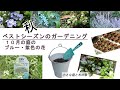 秋　ベストシーズンのガーデニング　１０月の庭のブルー・紫色の花