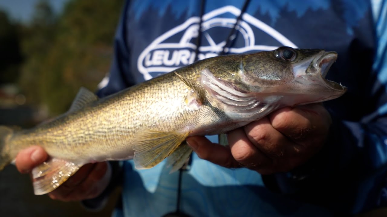Pêche au doré... et bien plus sur le lac Témiscamingue ! s10e08