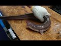 Adults Only : Japanese LIVE EEL Killing and Cleaning Skills