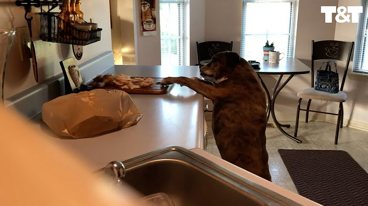 Sneaky Dog Steals Dinner From Counter When Nobody Is Looking