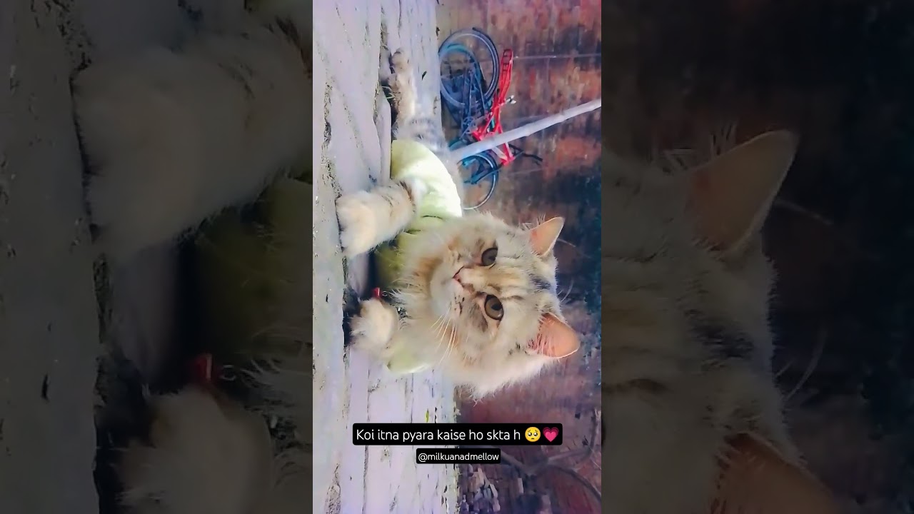 every cat lover can relate 😺🐾