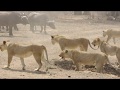 Lion pride, Mwamba-Kaingos, take on a buffalo herd