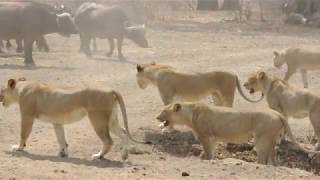 Lion pride, Mwamba-Kaingos, take on a buffalo herd