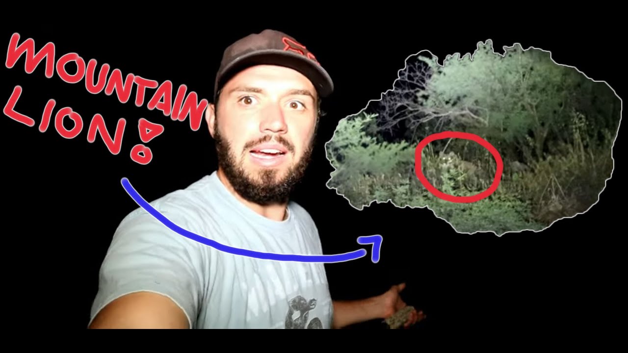 bass fishing at night Being WATCHED By Wild MOUNTAIN LION at Night!!