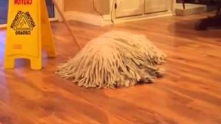 A dog that looks like a mop