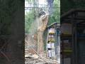 Woodworking project cutting down large trees is dangerous #shortvideo #treecutting #chainsaw