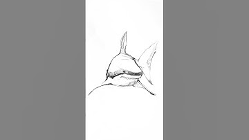 How to draw a shark