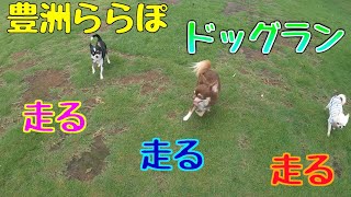 小雨の中のドッグランは犬にとって超最高！走る！走る！とにかく走りまくった日！【チワワ】