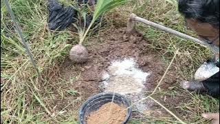 Ukur dan Tanam, Anak Benih Pokok Kelapa Pandan Wangi, Kawan-kawan...