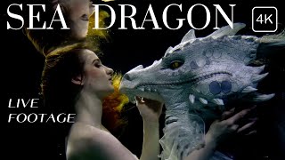 Discover The Underwater Life Of Maldives 4K. Sea Dragon 2023. Maldives Vlog
