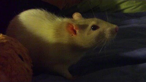 my rat whiskers