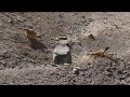 Красный сурок на Памире, Таджикистан  / Red marmot on Pamir mountains, Tajikistan