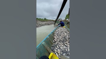 ✅ Thu hoạch Cá Rô Phi mồi số lượng lớn giao mỗi ngày ở Kiên Giang #harvesting #carophi #ThủySảnWork