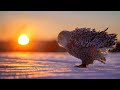 The Magnificent Beauty of Nature | Adiemus • HD